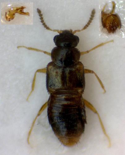 Réf. 292 824 : Gyrophaena joyioides